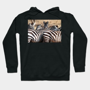 Plains Zebra,  Serengeti National Park, Tanzania. Hoodie